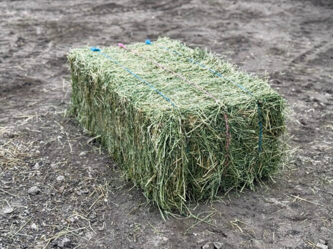 AF1QipNRzvs4ERqUy oq0Ed2LZ2dd3huW1s qNid8GMyw1600 h1000 k no 1