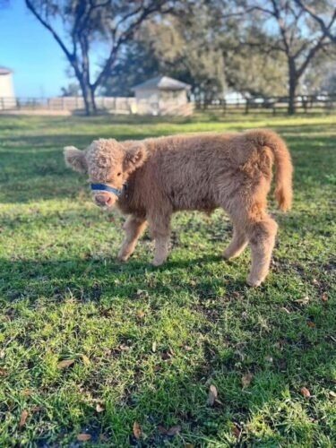 AF1QipPjinnHiVKusxRx5DF9Gh C5ObtEe4gCalj0Hfxw1600 h1000 k no 1